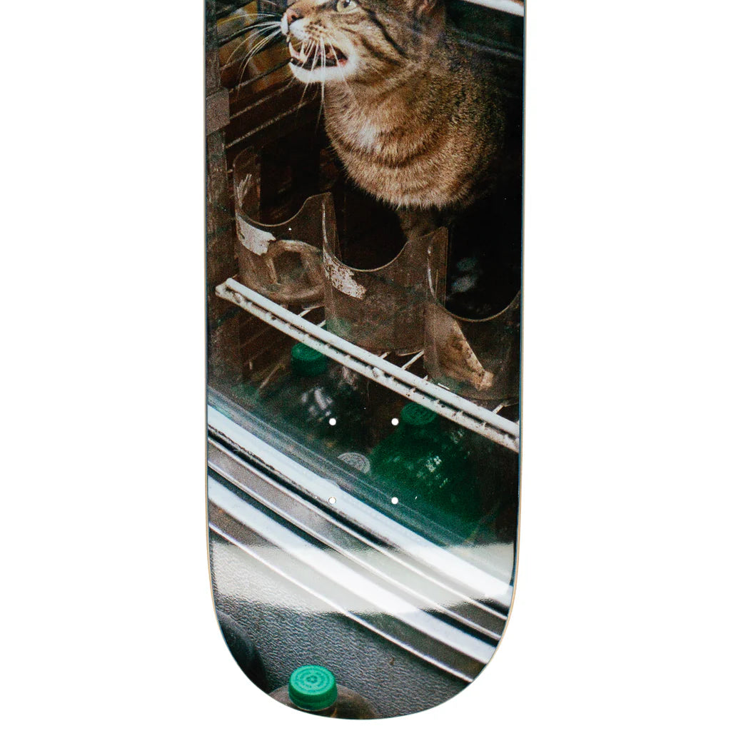 GX1000 Bodega Cat 8.5"